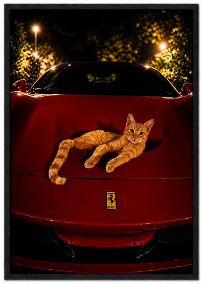 FERRARI CAT