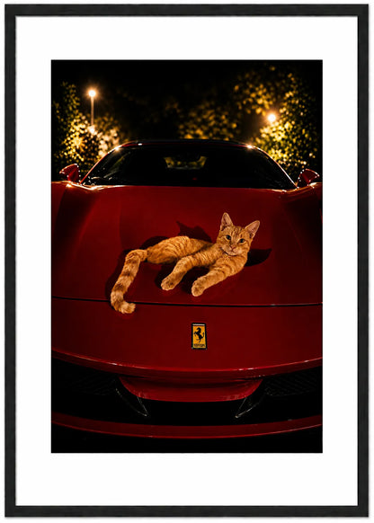 FERRARI CAT