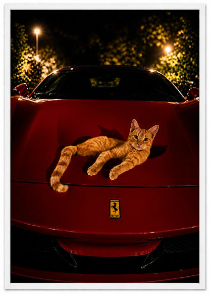 FERRARI CAT