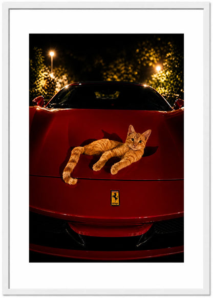 FERRARI CAT